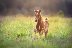 Paardenvoer van wereldklasse