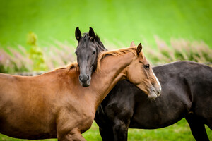 Paardenvoer van wereldklasse